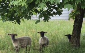 Deux brebis et un agneau participant à notre projet d'éco-pâturage.