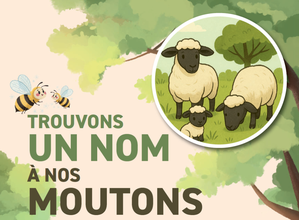 Les nouveaux moutons installés sur notre site dans le cadre de l'éco-pâturage.